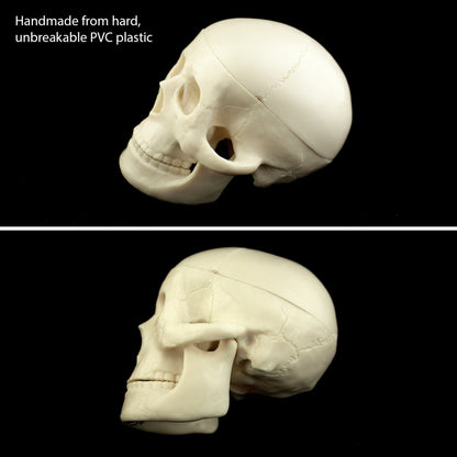 Mini Human Skull Model for medical and anatomy education