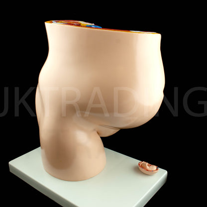 Female Pregnancy Pelvis Section Model for medical and anatomy education