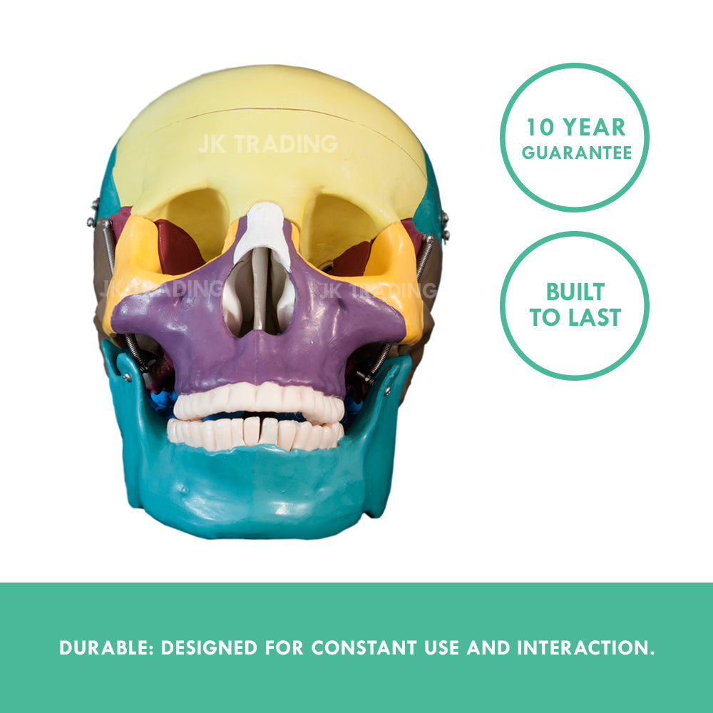 Coloured Human Skull Model for medical and anatomy education