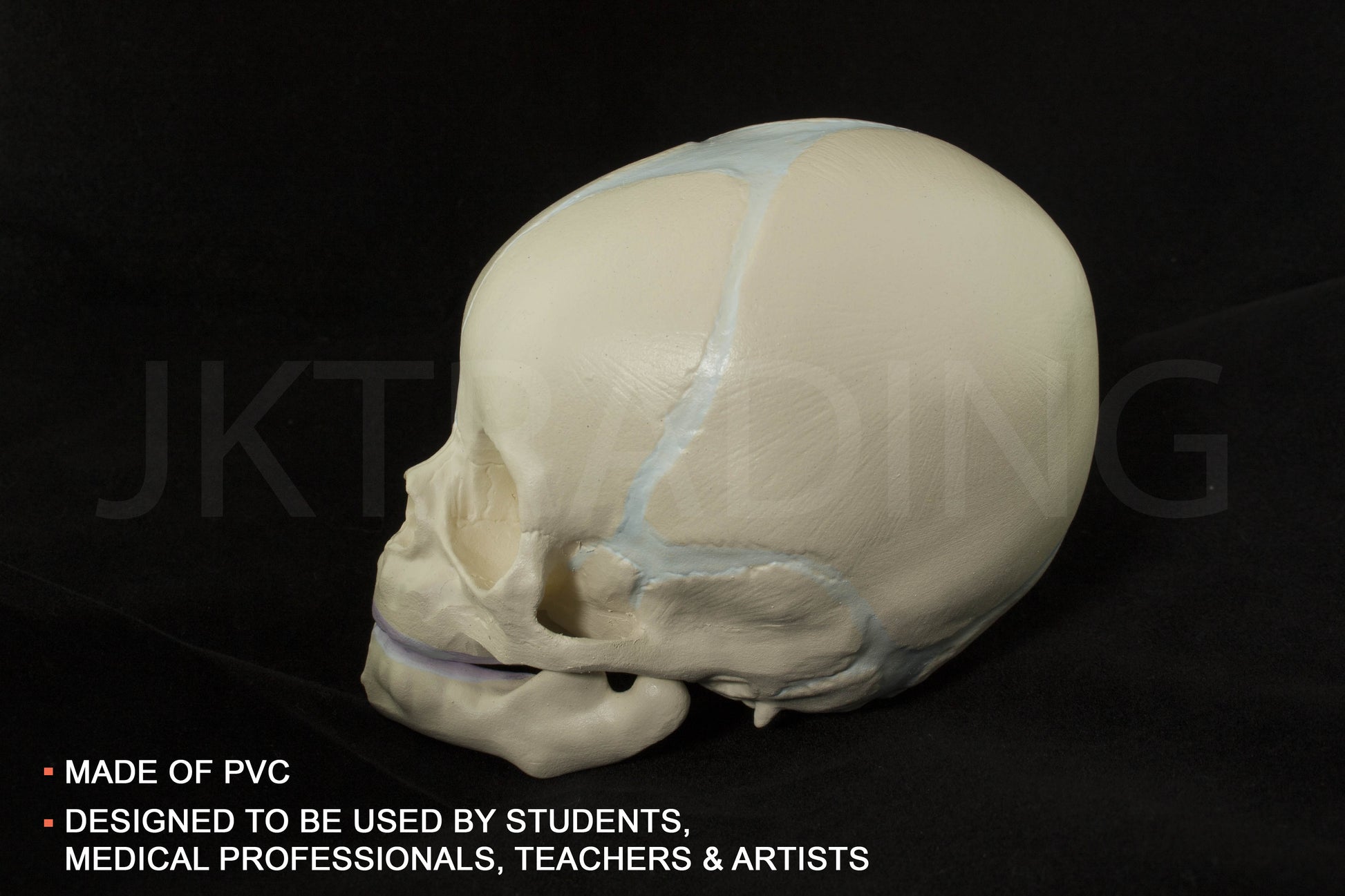 Foetal Skull Anatomy Model for medical and anatomy education