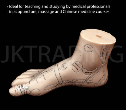 Foot Reflexology & Massage Anatomy Model for medical and anatomy education