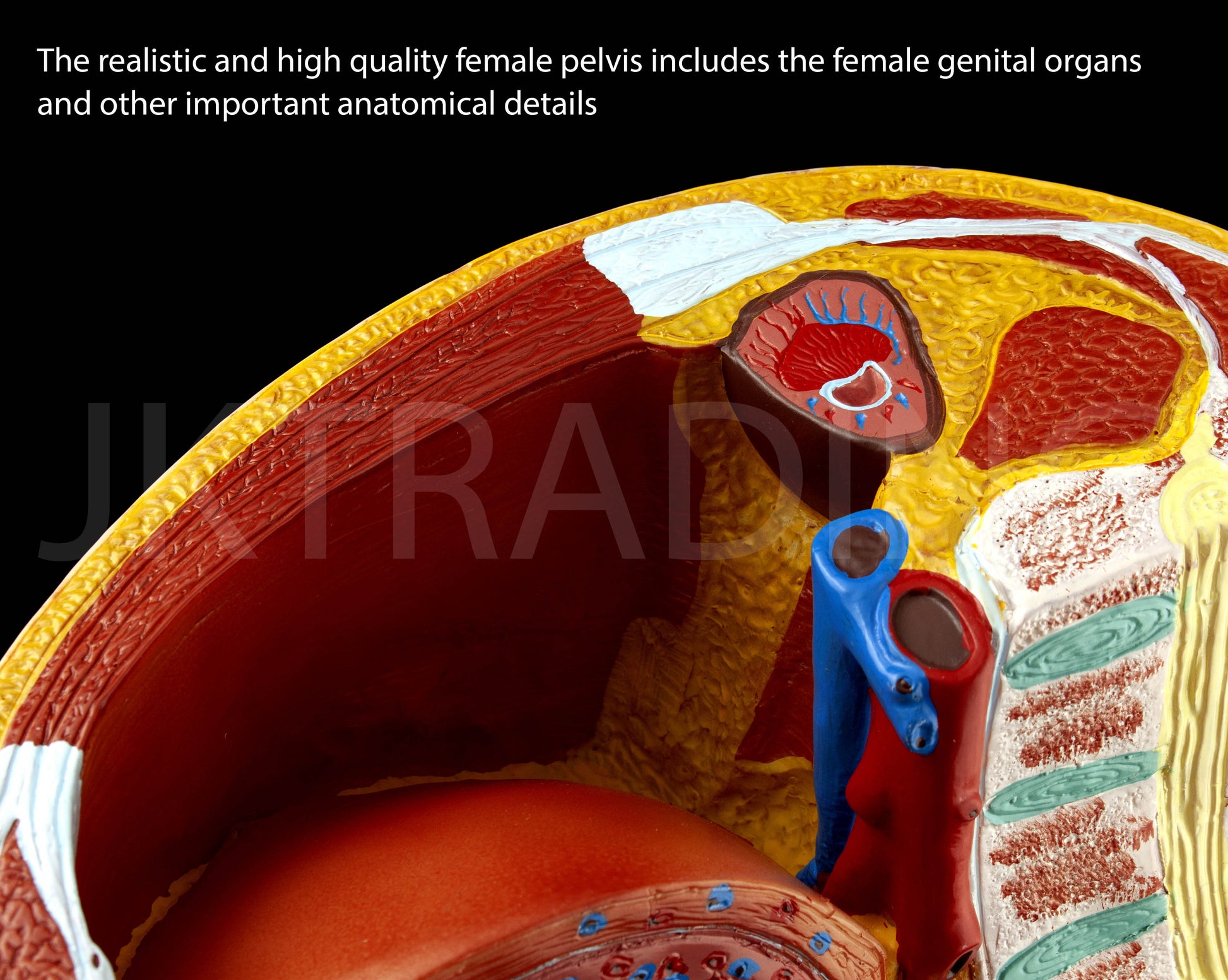 Female Pregnancy Pelvis Section Model for medical and anatomy education