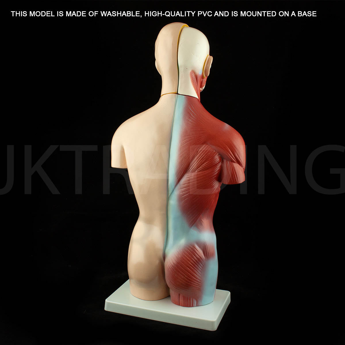 4D Male Torso Anatomy Model for medical and anatomy education