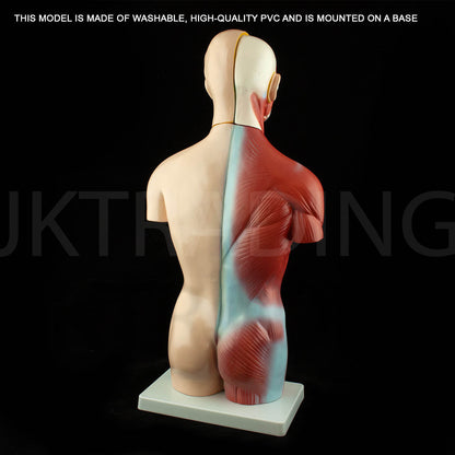 4D Male Torso Anatomy Model for medical and anatomy education
