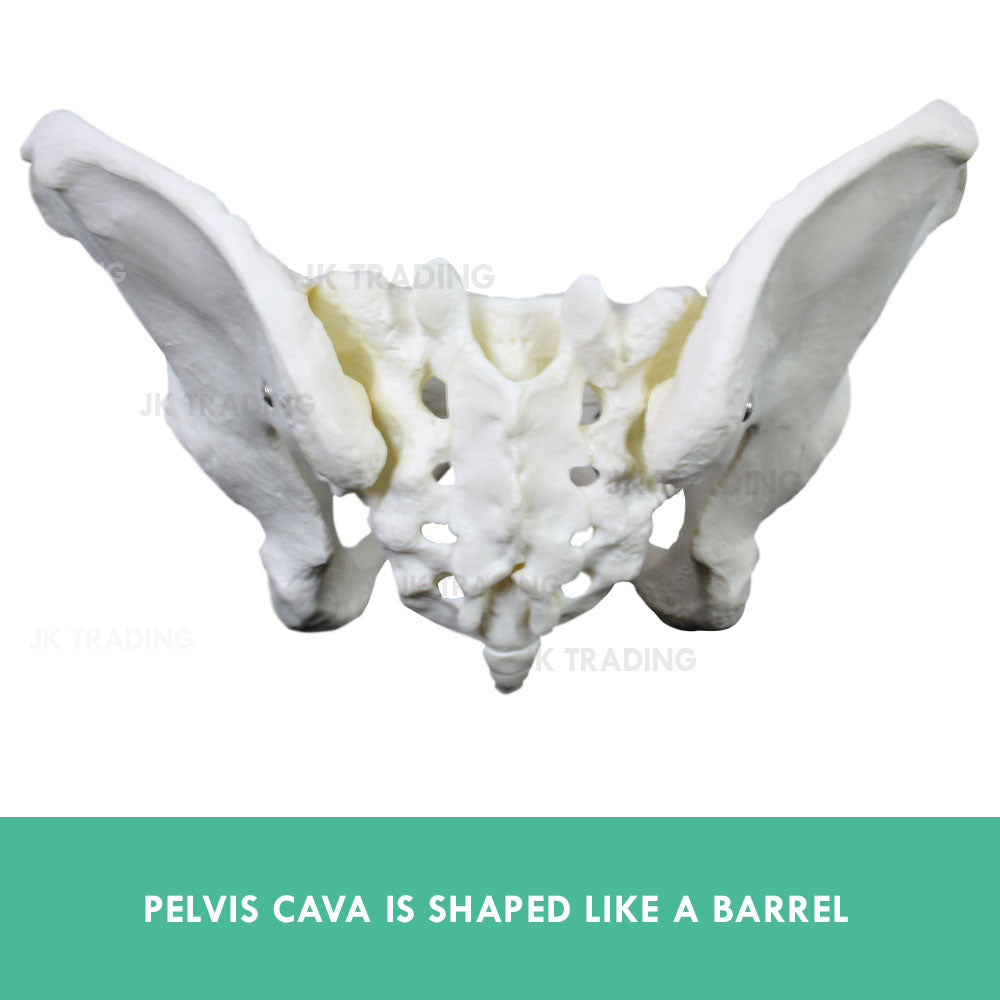 Female Pelvis Anatomy Model for medical and anatomy education