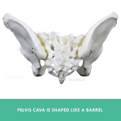 Female Pelvis Anatomy Model for medical and anatomy education