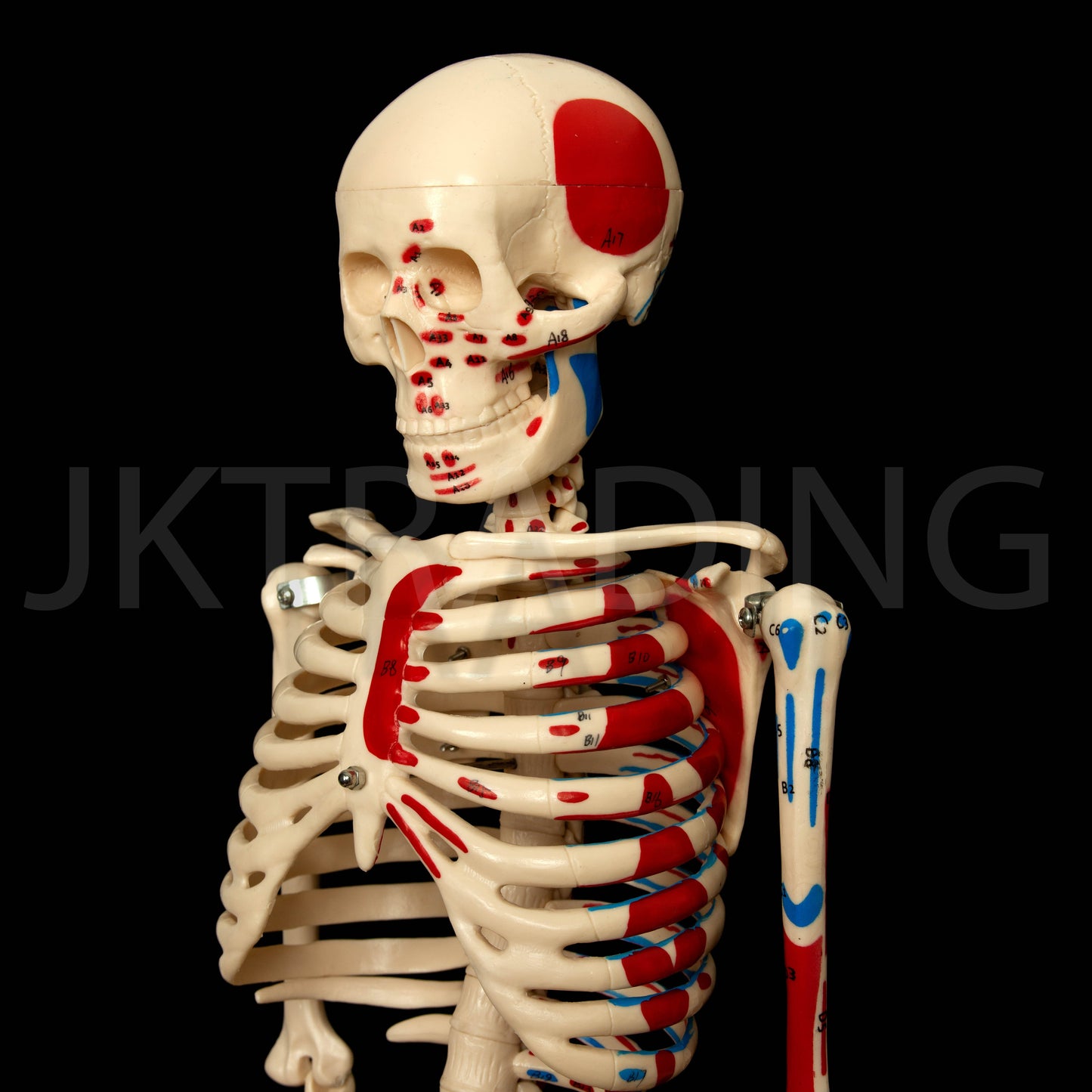 85cm Painted Numbered Skeleton for medical and anatomy education