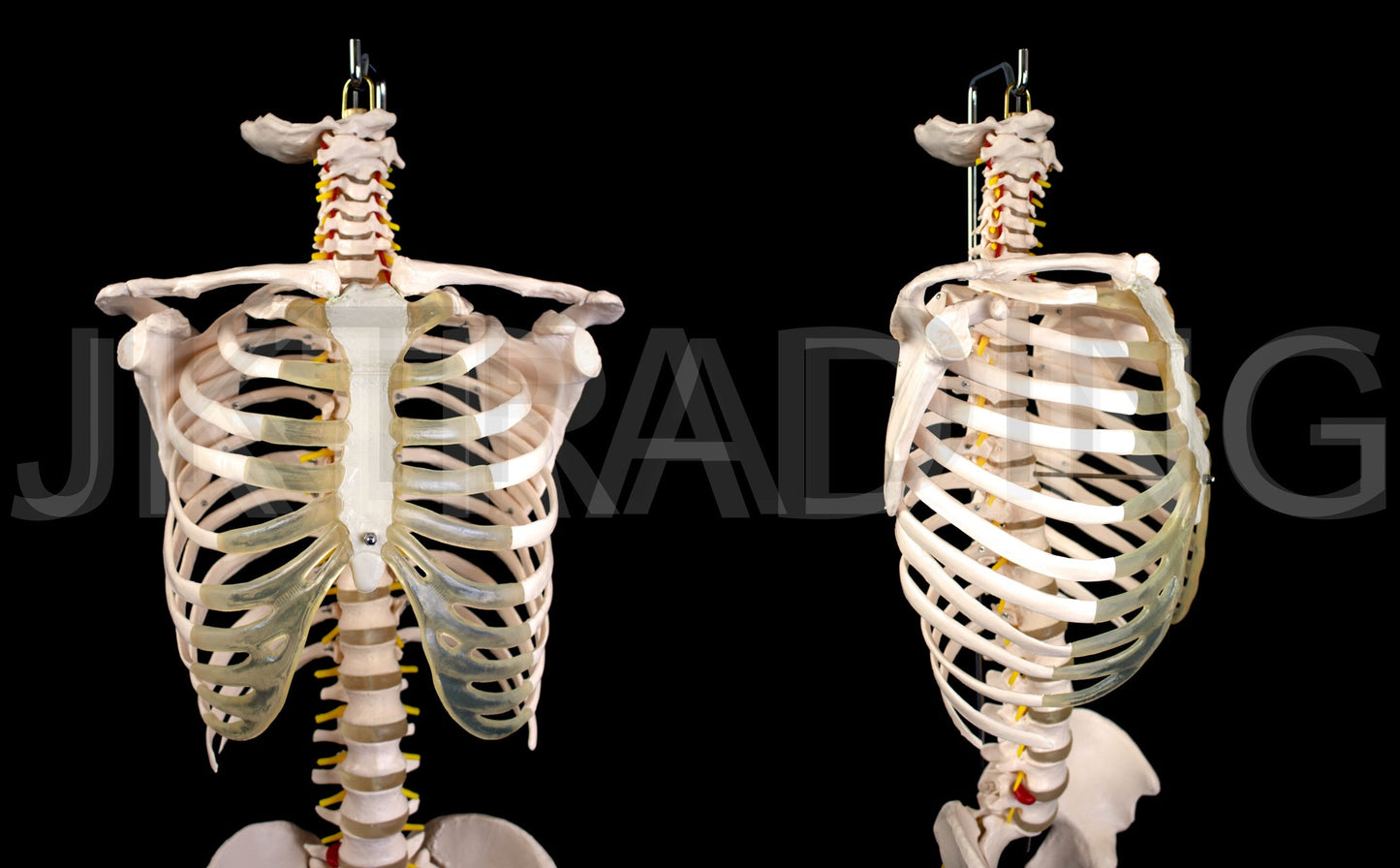 Human Skeletal Trunk Torso Model for medical and anatomy education