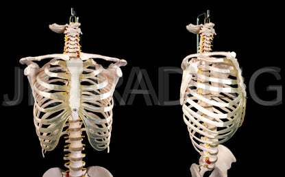 Human Skeletal Trunk Torso Model for medical and anatomy education