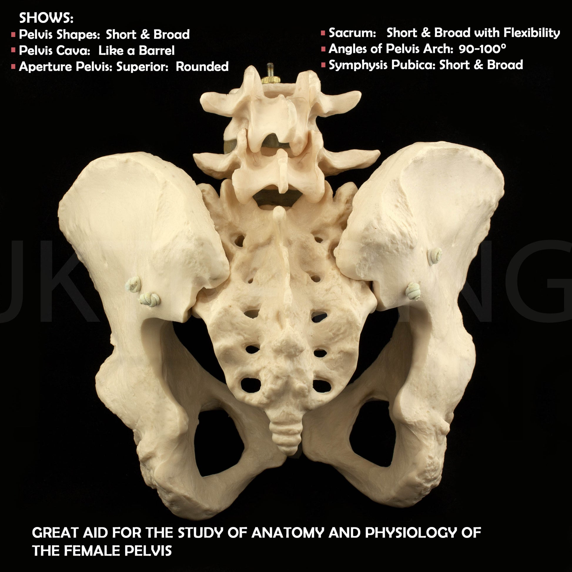 Expandable Female Pelvis Model for medical and anatomy education
