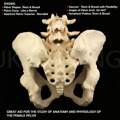 Expandable Female Pelvis Model for medical and anatomy education
