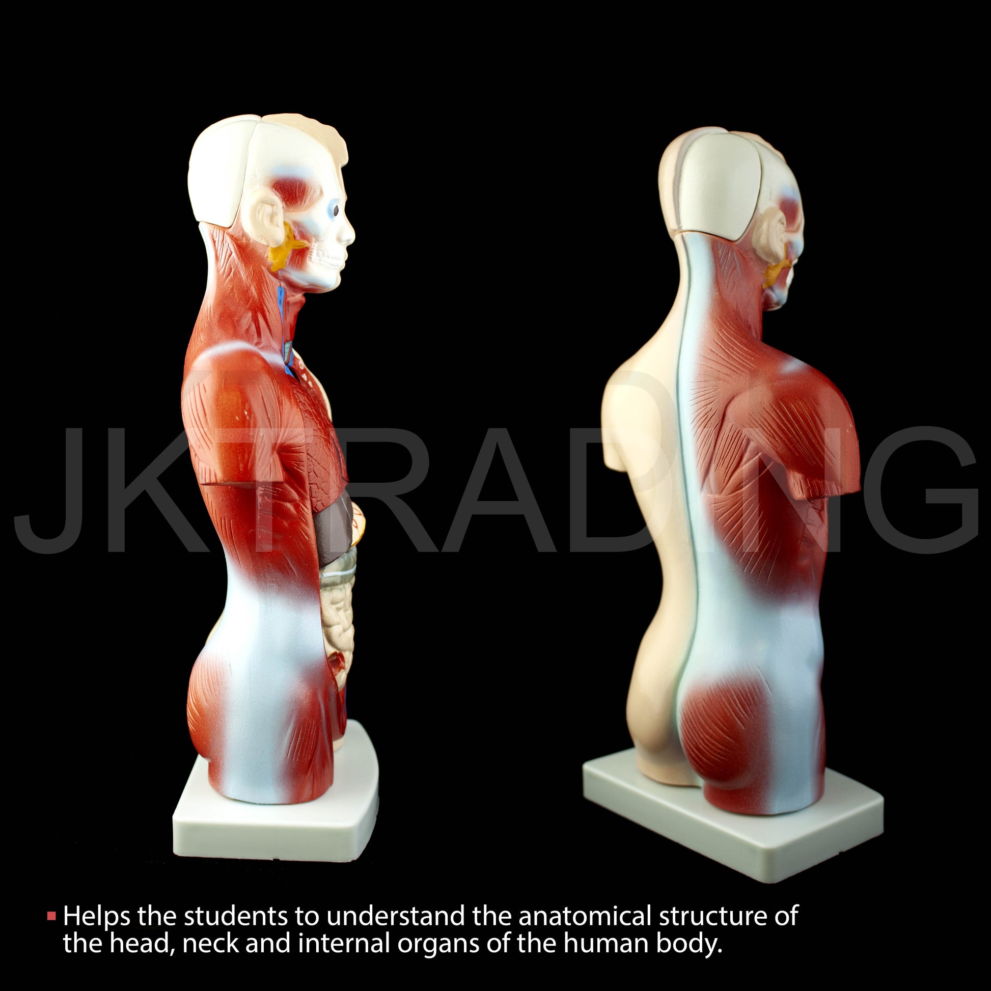 26cm Unisex Human Torso Anatomy Model for medical and anatomy education