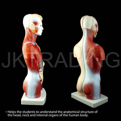 26cm Unisex Human Torso Anatomy Model for medical and anatomy education