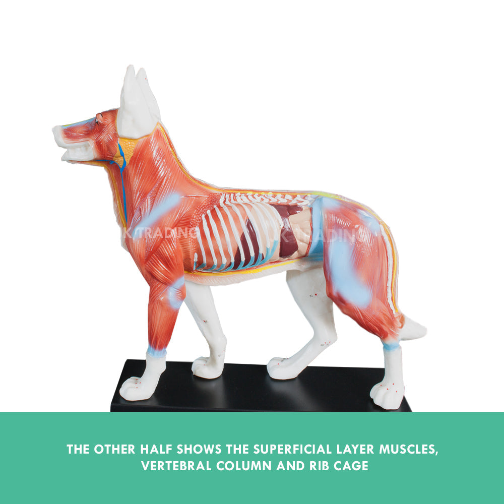 Canine Acupuncture Model for medical and anatomy education