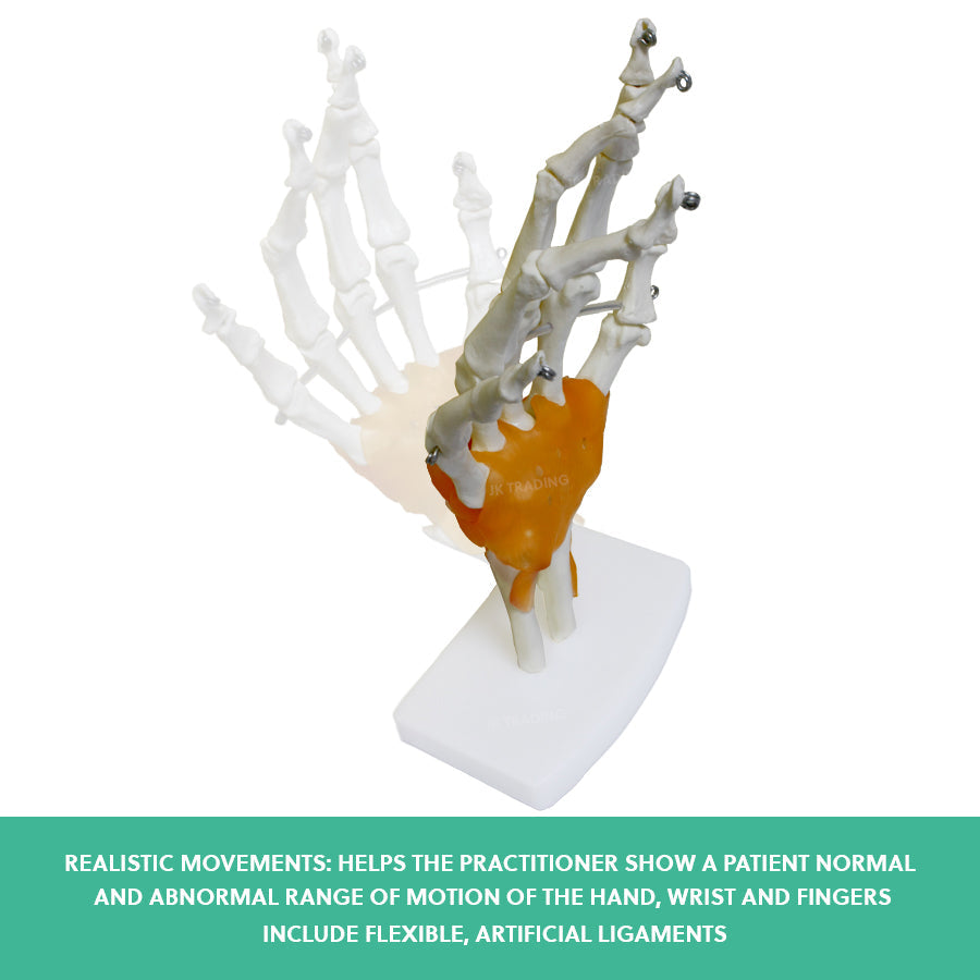 Human Hand Joint Anatomy Model for medical and anatomy education