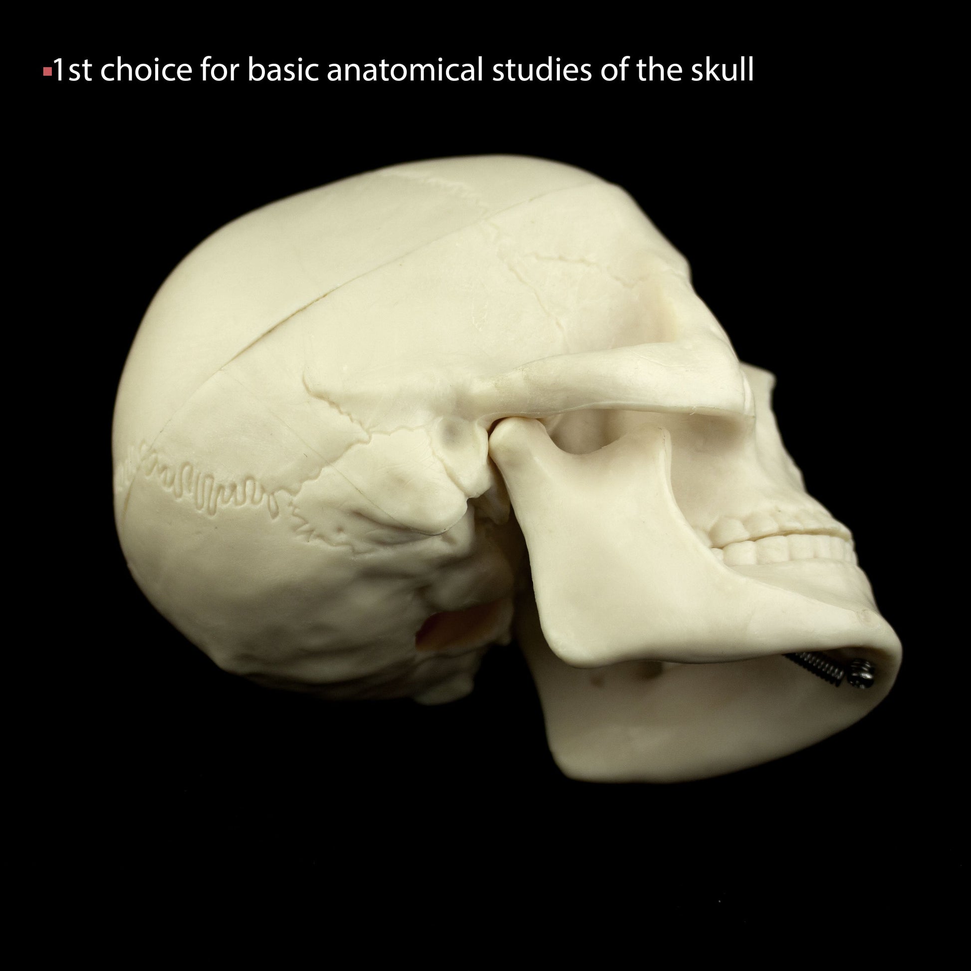 Mini Human Skull Model for medical and anatomy education