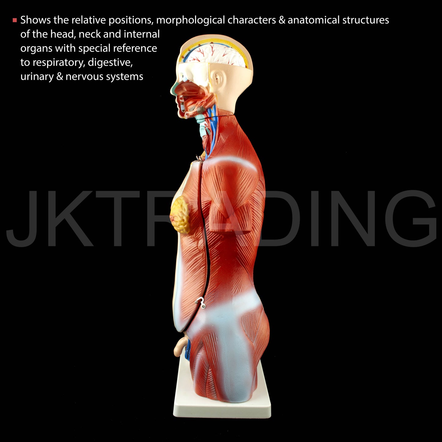 45cm Unisex Torso Anatomy Model for medical and anatomy education