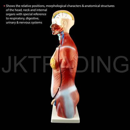 45cm Unisex Torso Anatomy Model for medical and anatomy education