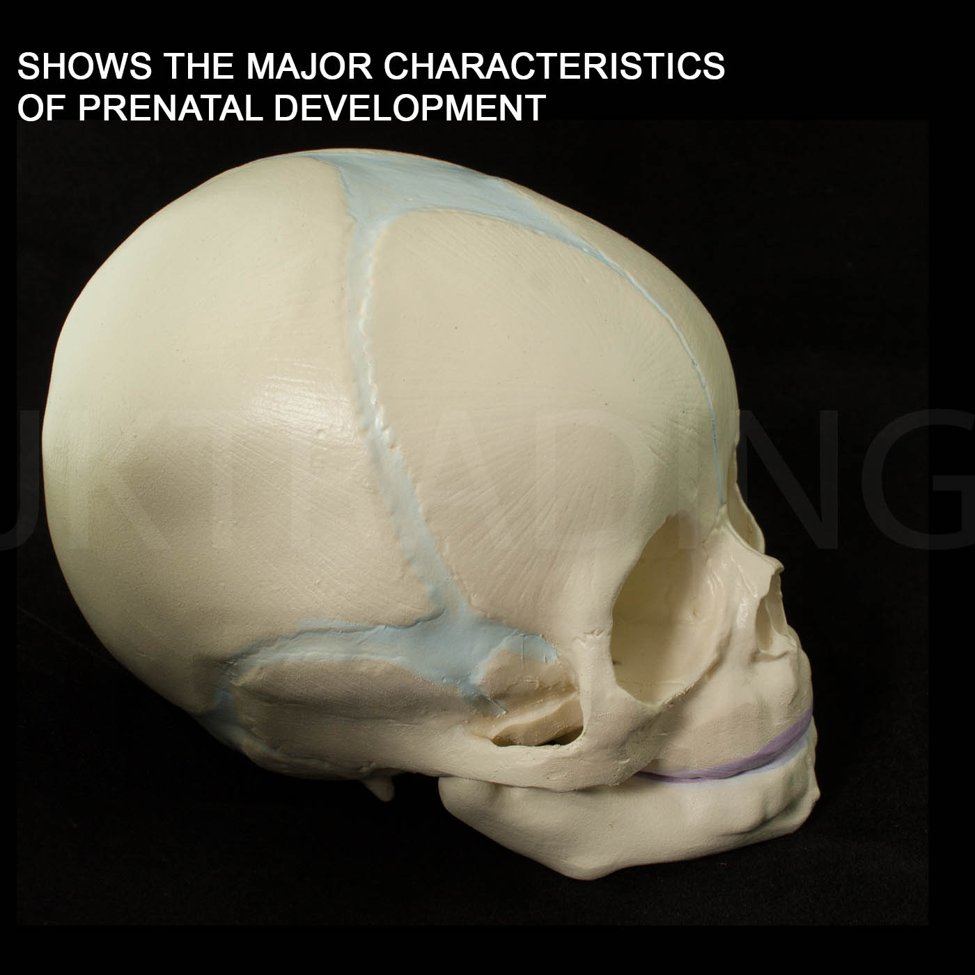 Foetal Skull Anatomy Model for medical and anatomy education