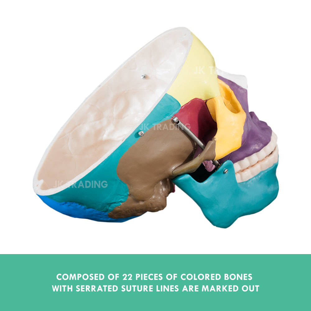 Coloured Human Skull Model for medical and anatomy education