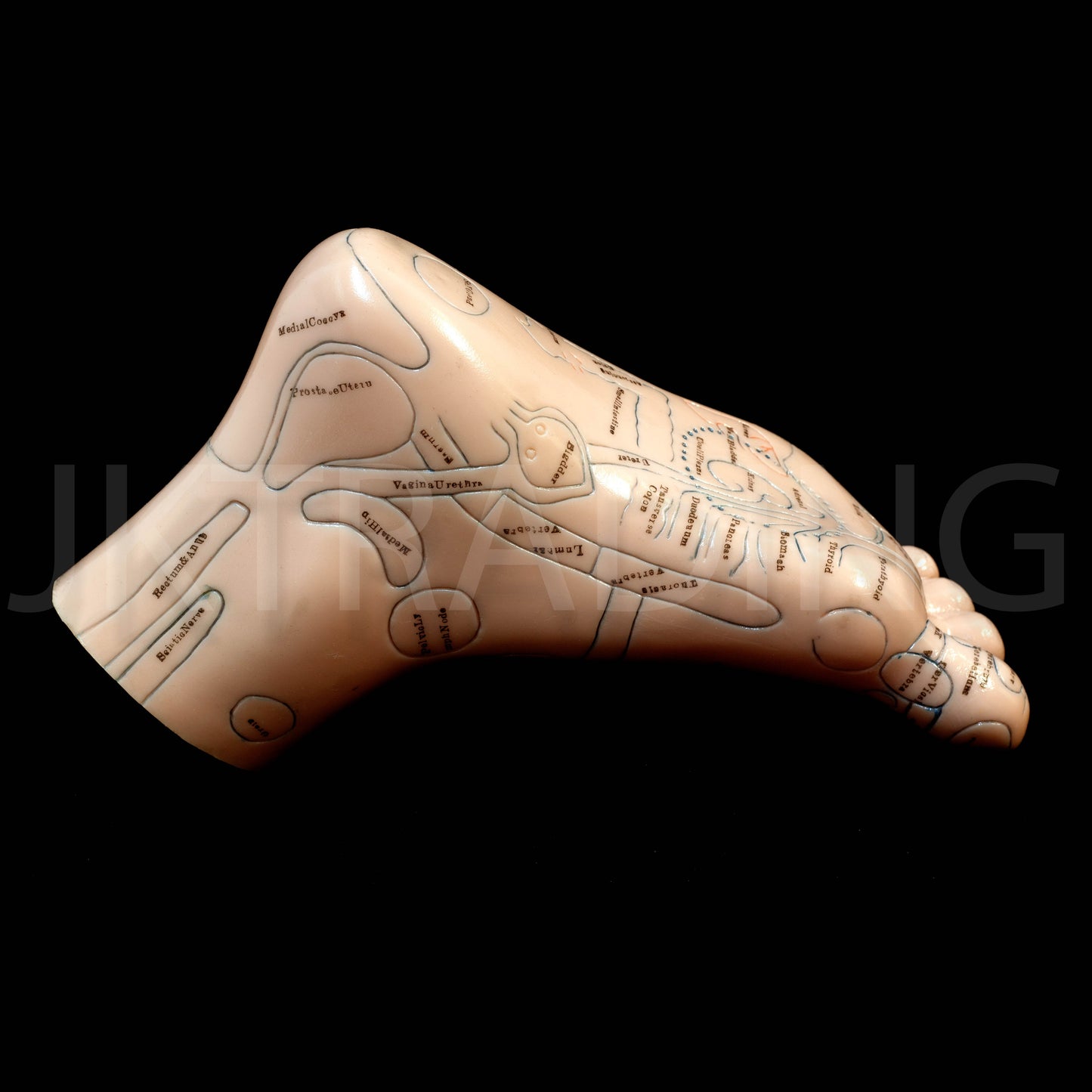 Foot Reflexology & Massage Anatomy Model for medical and anatomy education
