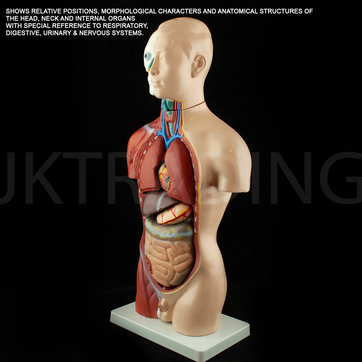 4D Male Torso Anatomy Model for medical and anatomy education