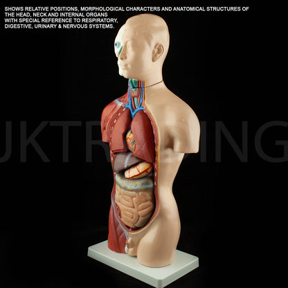 4D Male Torso Anatomy Model for medical and anatomy education