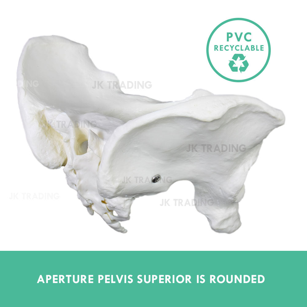 Female Pelvis Anatomy Model for medical and anatomy education