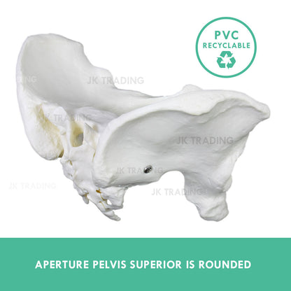 Female Pelvis Anatomy Model for medical and anatomy education