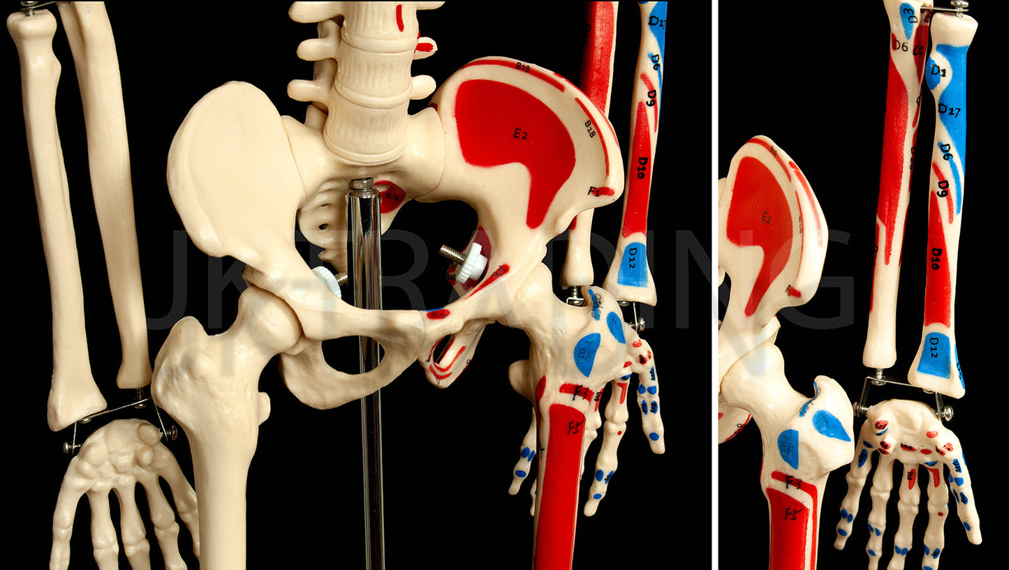 85cm Painted Numbered Skeleton for medical and anatomy education