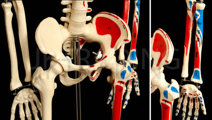 85cm Painted Numbered Skeleton for medical and anatomy education