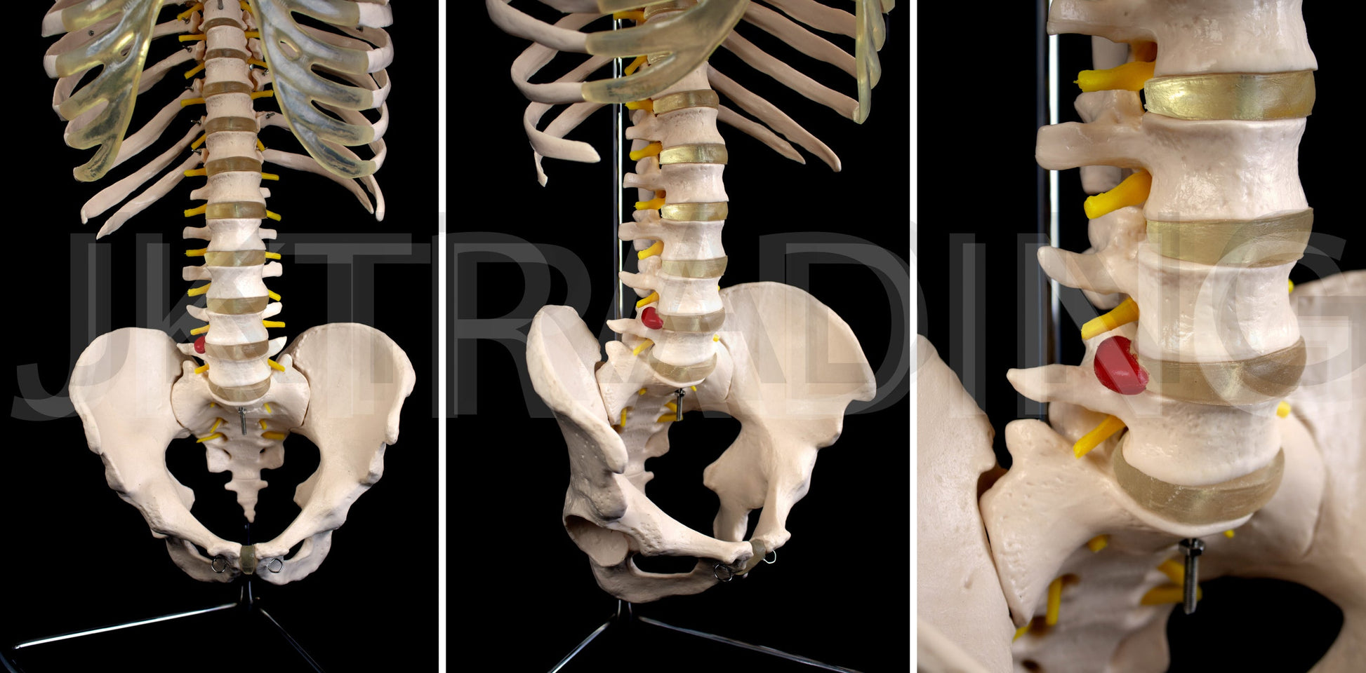 Human Skeletal Trunk Torso Model for medical and anatomy education