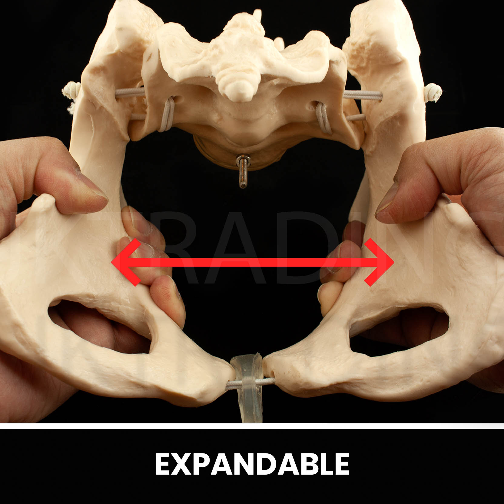 Expandable Female Pelvis Model for medical and anatomy education