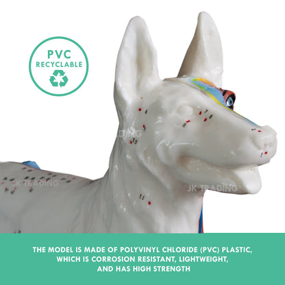 Canine Acupuncture Model for medical and anatomy education