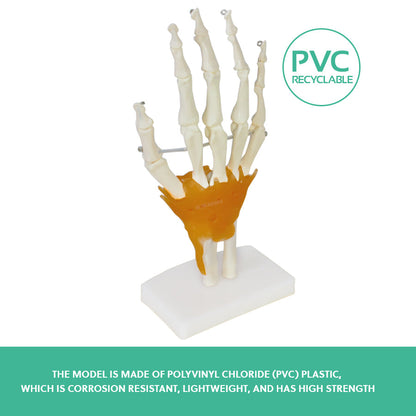 Human Hand Joint Anatomy Model for medical and anatomy education