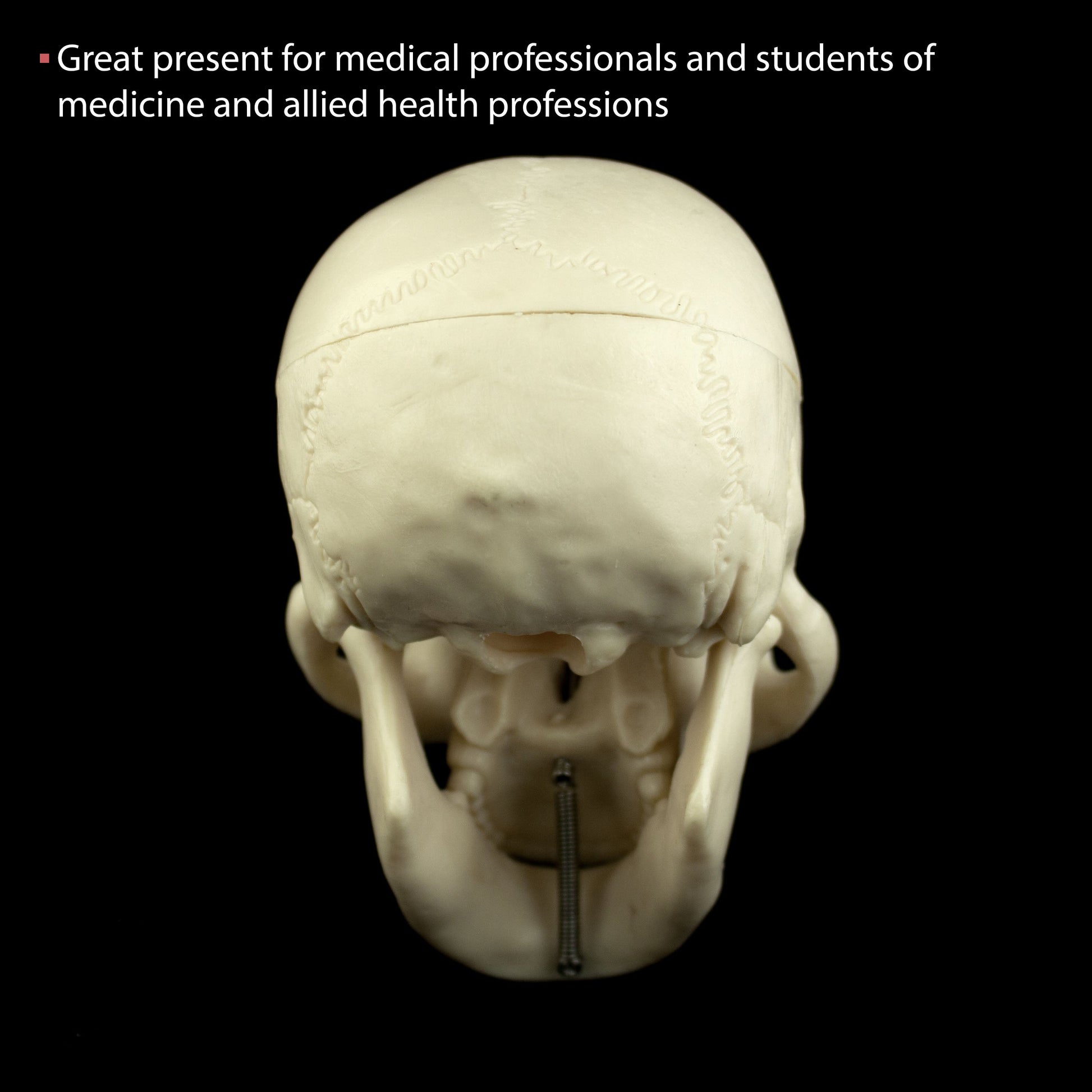 Mini Human Skull Model for medical and anatomy education