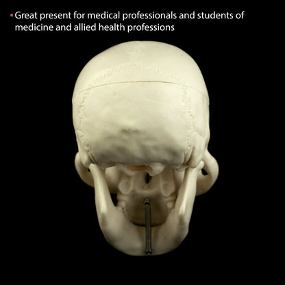 Mini Human Skull Model for medical and anatomy education