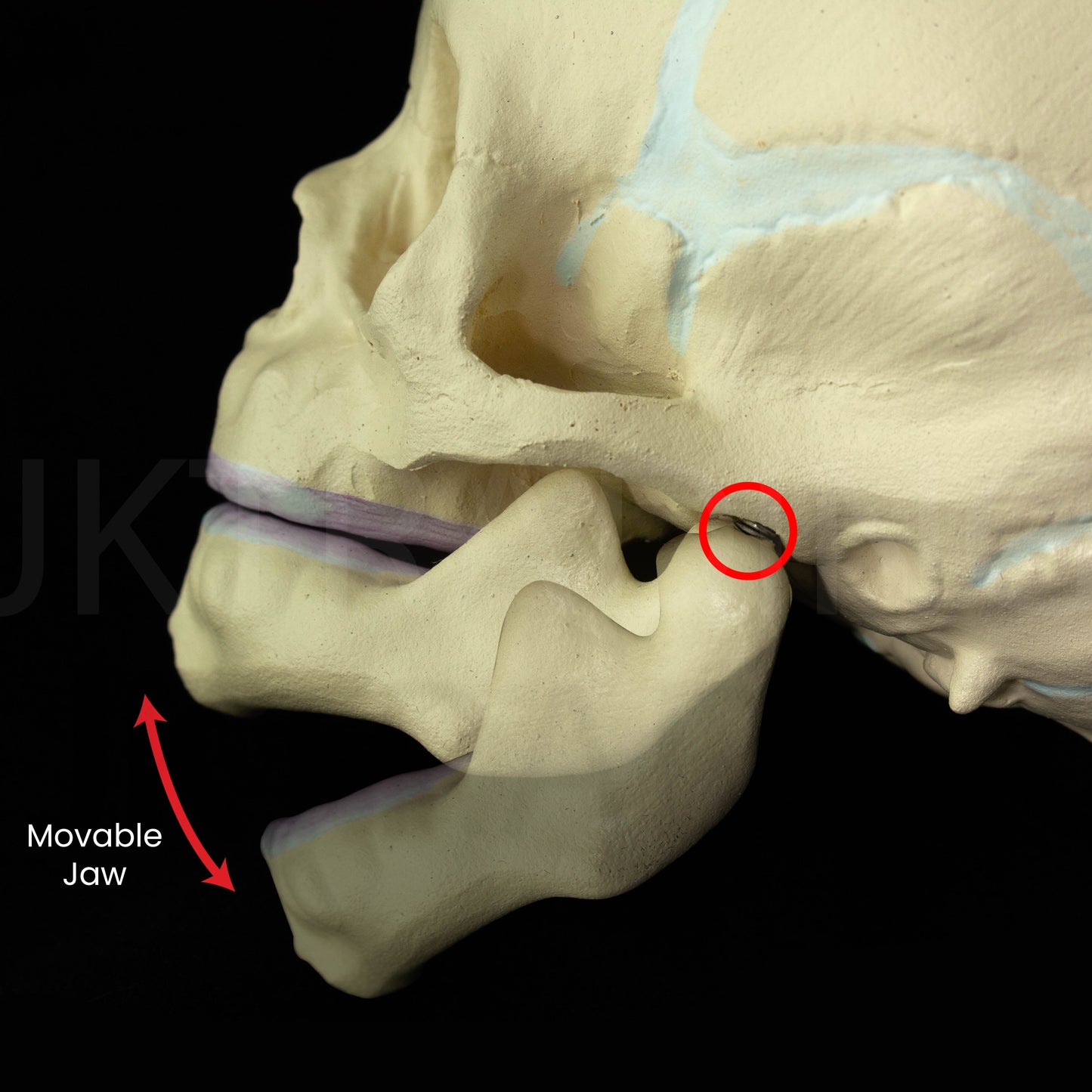 Foetal Skull Anatomy Model for medical and anatomy education
