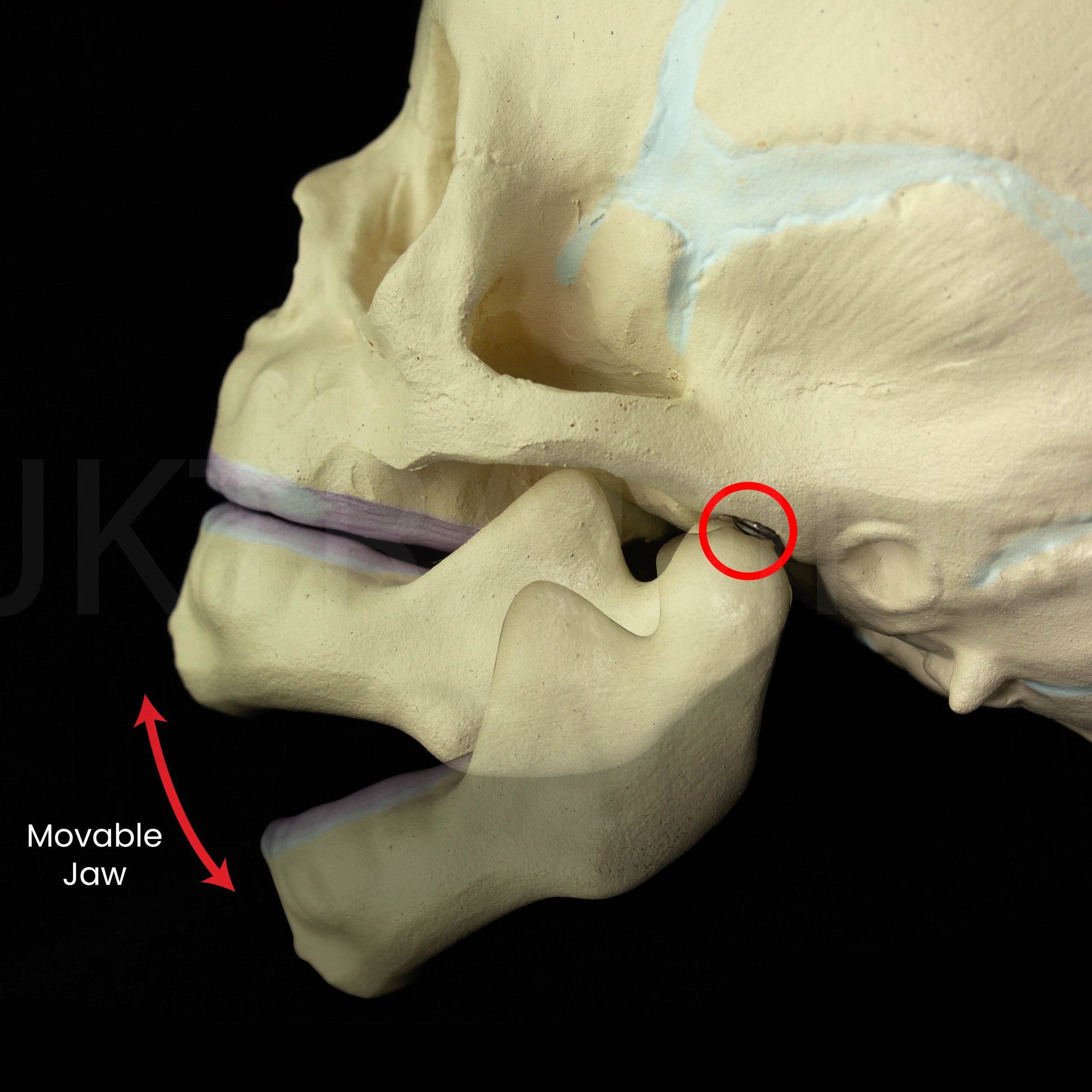 Foetal Skull Anatomy Model for medical and anatomy education