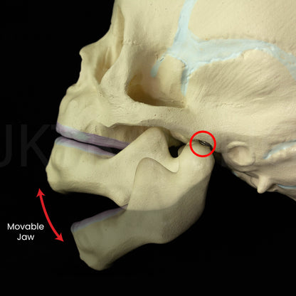 Foetal Skull Anatomy Model for medical and anatomy education