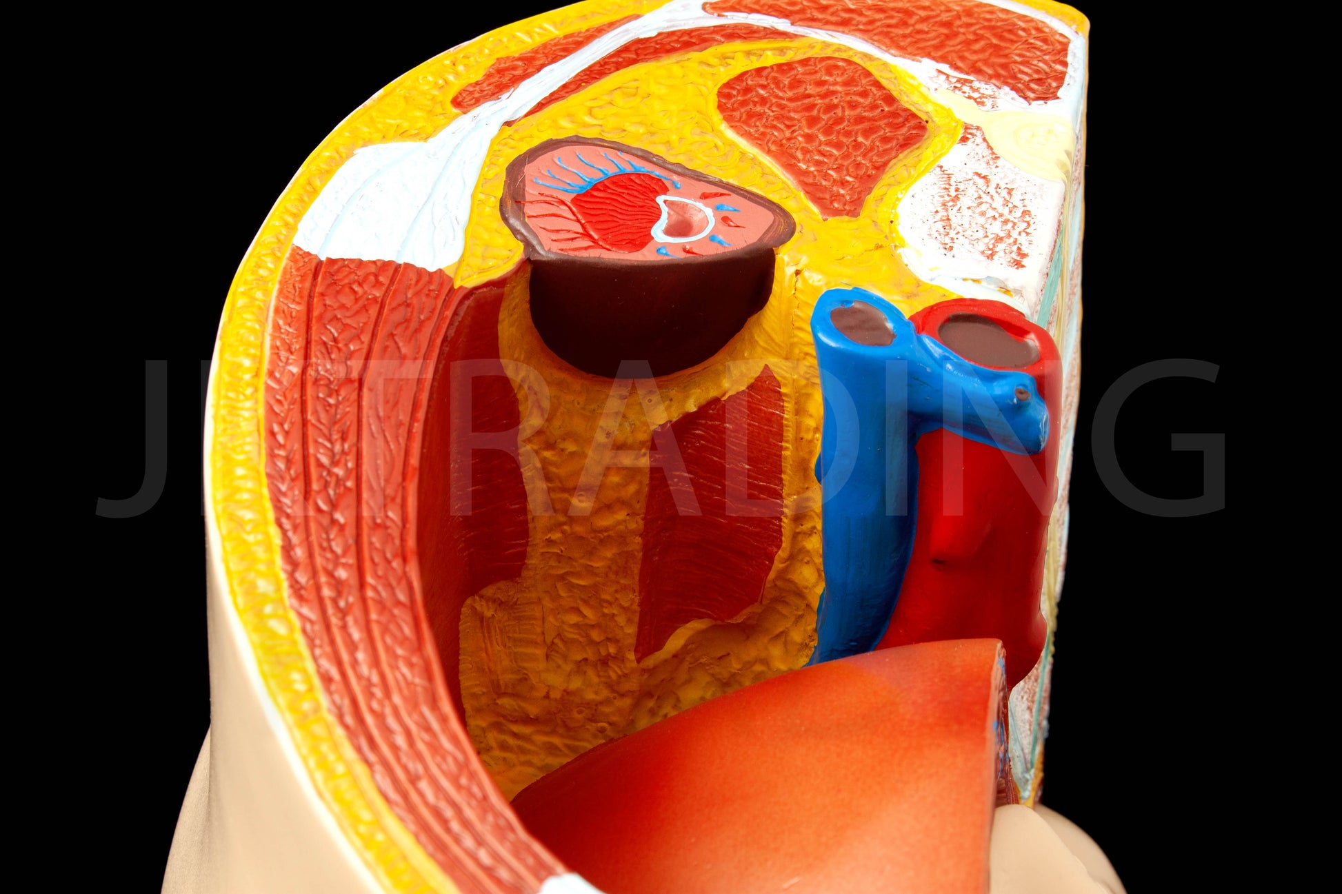 Female Pregnancy Pelvis Section Model for medical and anatomy education
