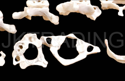 Disarticulated Human Skeleton for medical and anatomy education