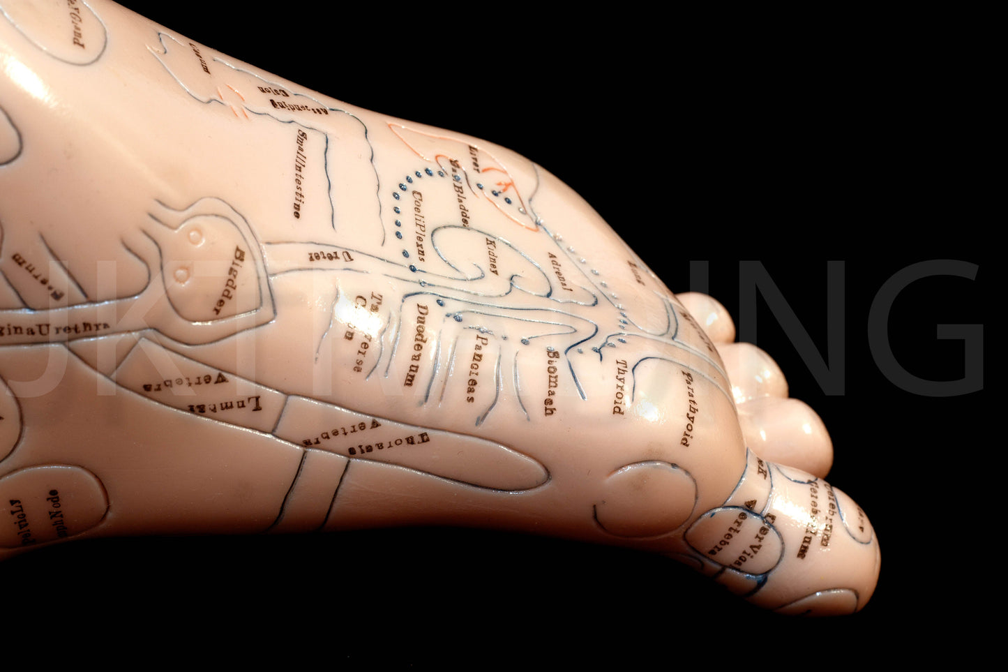 Foot Reflexology & Massage Anatomy Model for medical and anatomy education