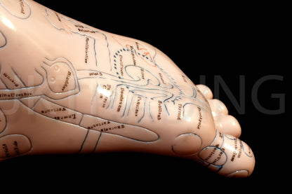 Foot Reflexology & Massage Anatomy Model for medical and anatomy education