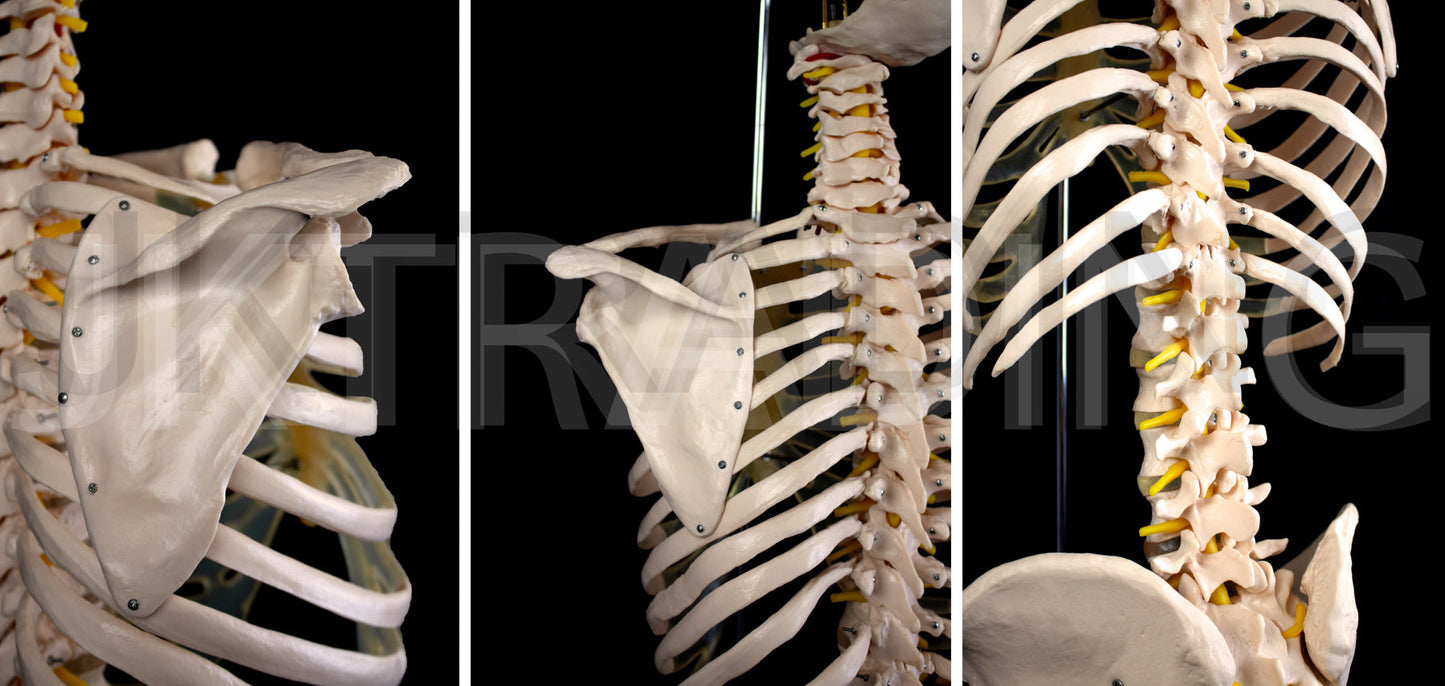 Human Skeletal Trunk Torso Model for medical and anatomy education