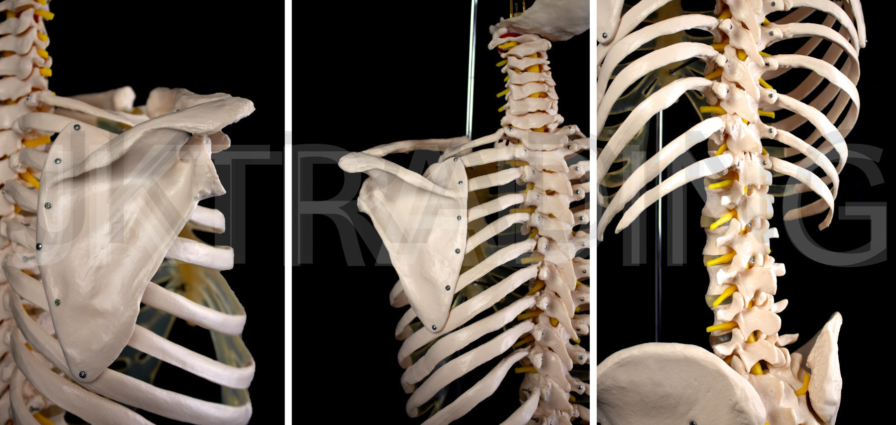 Human Skeletal Trunk Torso Model for medical and anatomy education