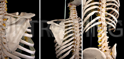 Human Skeletal Trunk Torso Model for medical and anatomy education