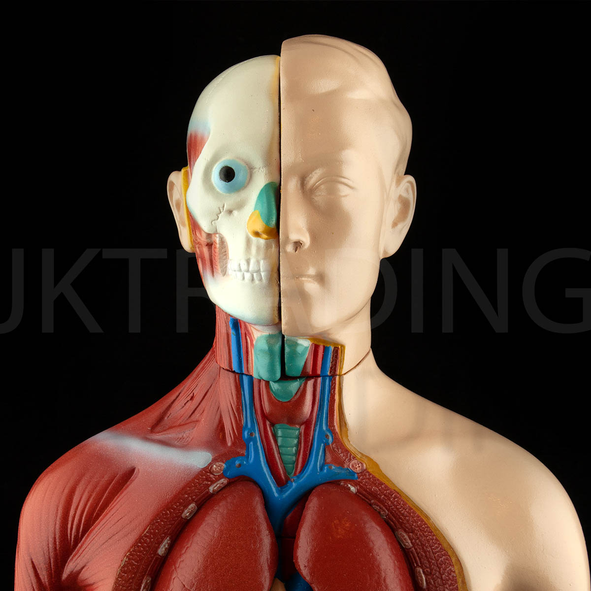 4D Male Torso Anatomy Model for medical and anatomy education