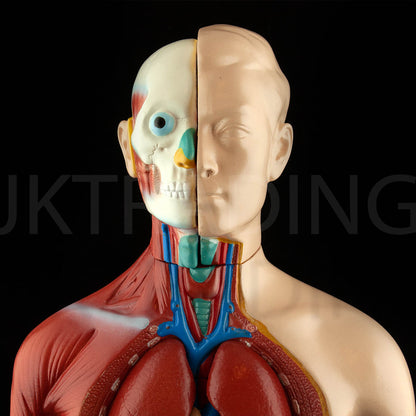 4D Male Torso Anatomy Model for medical and anatomy education