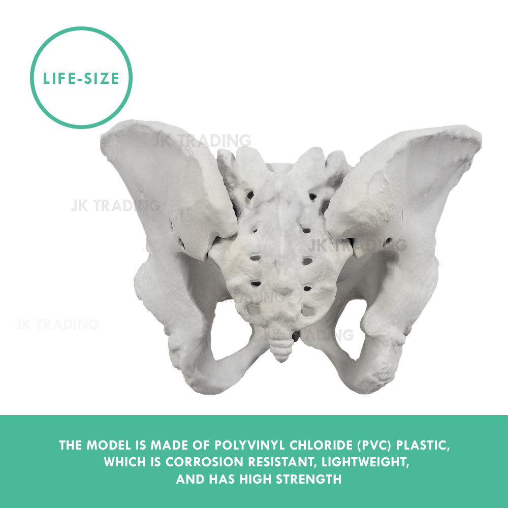Female Pelvis Anatomy Model for medical and anatomy education